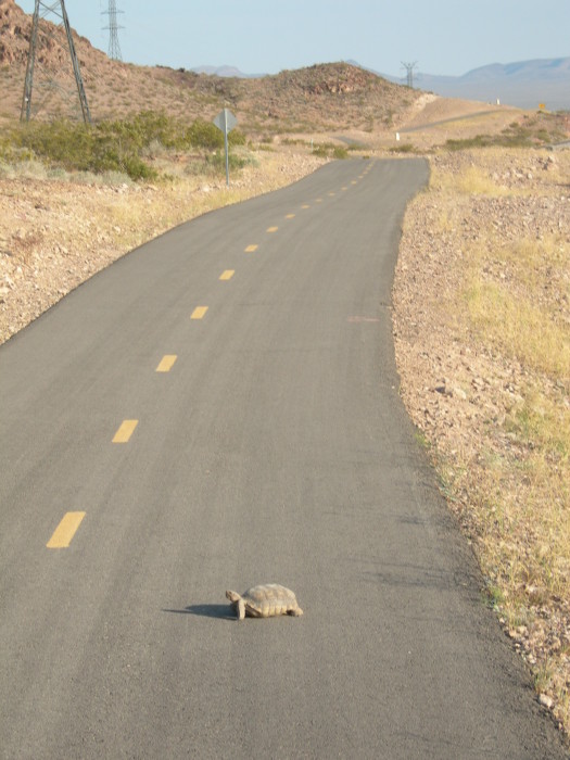 Tortoise crossing RMLT Trail