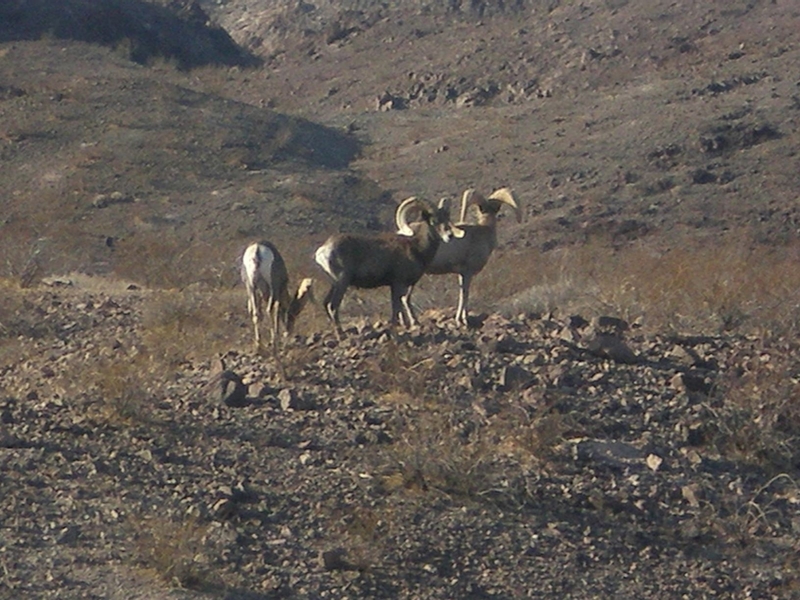 Desert big horn Sheep by Paul G.112408
