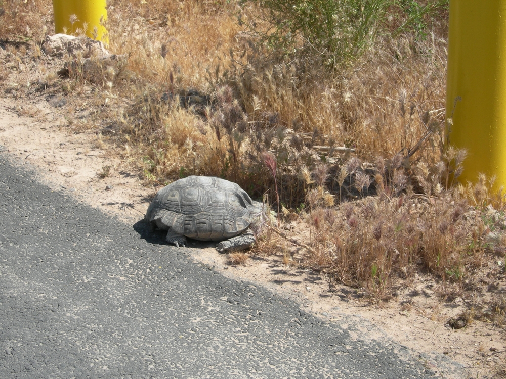 Large Tortoise on Trail 2008