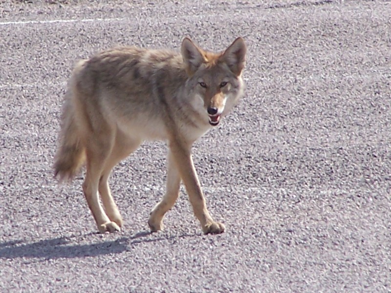 Coyote NPS file photo 2009