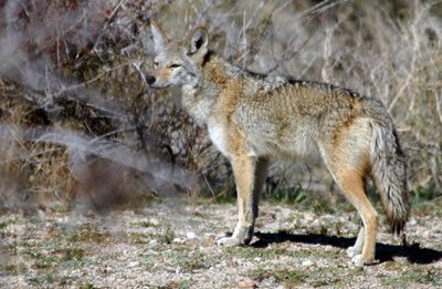 Coyote in wild file photo 2009
