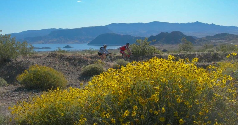Biking the River Mountain Trail with wildflowers at Lake Mead, Nevada.