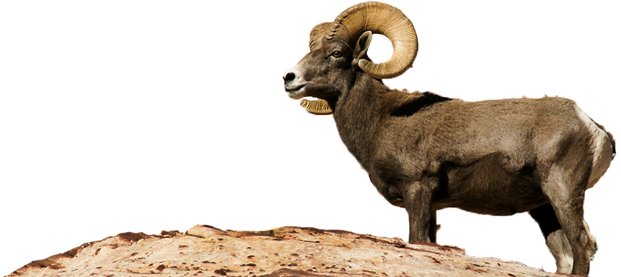 Bighorn sheep