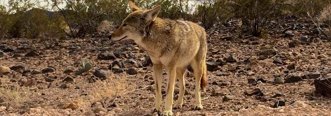 Coyote on RMLT, Dawn Farrington Nielsen